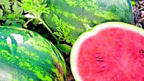 Watermelon