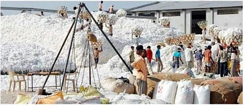 cotton