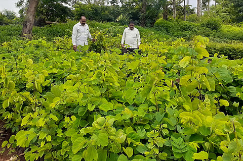 Two and a half lakh plant on the banks of Kalamba lake