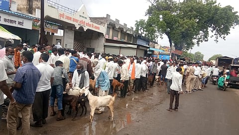 goat weakly market