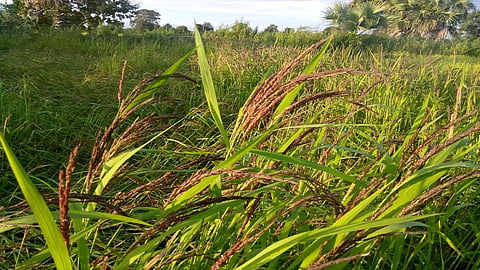 crops of black rice are affected due to heavy rain in vidarbha