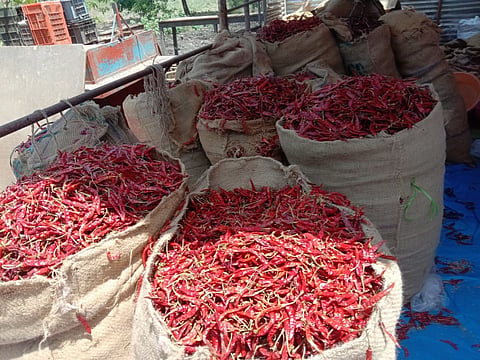 लाल मिरची लागली झोंबू! कोरोनाच्या प्रादुर्भावातही सुकलेल्या लाल मिरचीचे भाव दुप्पट...