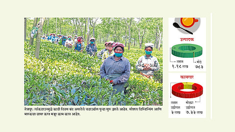 आसामचे मळे पुन्हा बहरले; सोशल डिस्टिन्सिंगची अंमलबजावणी
