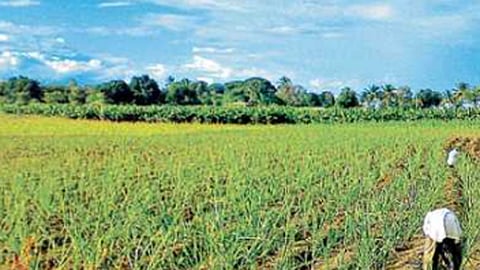 agriculture