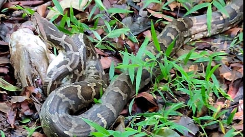 releasing the snake he took out the eggs by mouth and then the swallowed chicken in sindhudurg