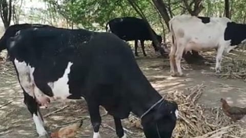 animal