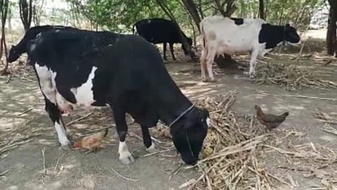 animal