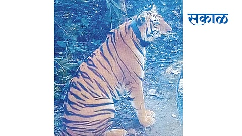 Avnis calf released in the forest Installed a radio collar for tracking