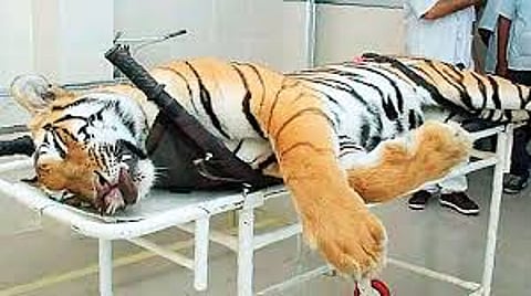 Avni's calf will be released in the forest