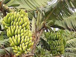 banana.jpg