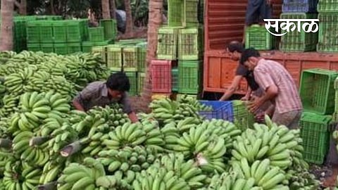 बनाना सिटी अकरा महिन्यानतंर पुन्हा गजबजू लागली !