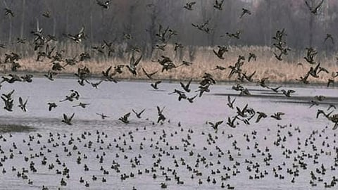 Suspected death of seven different birds in Chiplun