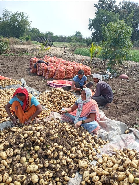 batata one