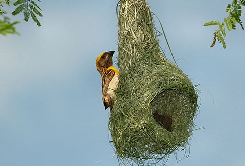 baya bird nest in akola.jpg