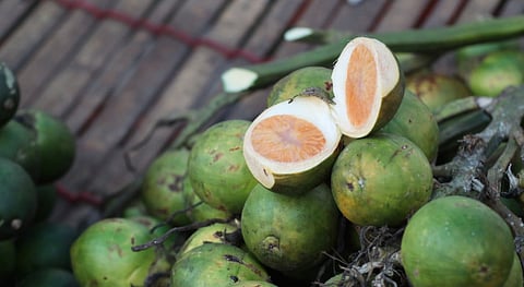 Outbreak of disease on betel nut crop