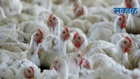 bird flu