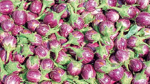 brinjal