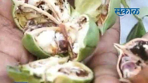 agriculture department suggestions for pink bollworm