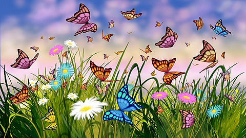 Now election held for Butterflies nature lovers will select National Butterfly