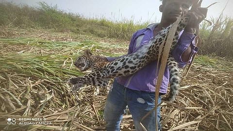 case has been registered against man taking a photo with a leopard calf