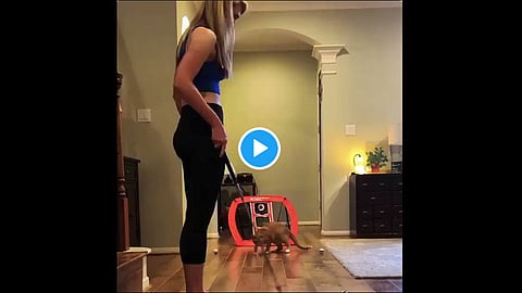 cat brilliant catch skills former australia cricketer dean jones tweets video