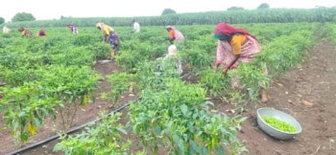 nandurbar Chili production depo