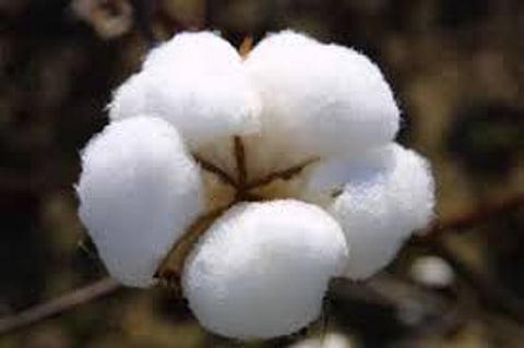 surfing of cotton farmers in the High Court