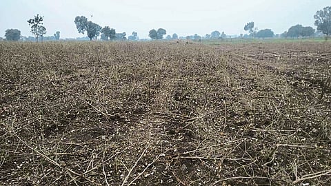 cotton crop