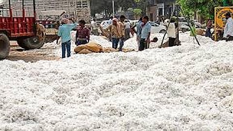 cotton selling government center starts in amravati