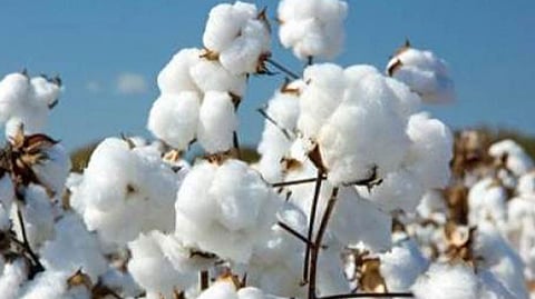 Cotton
