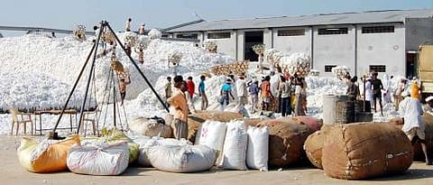 cotton.jpg