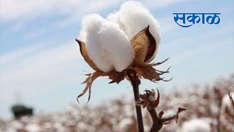 government cotton selling center closed in amravati