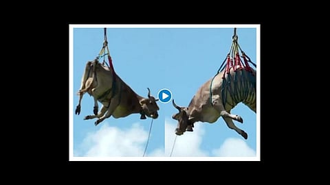 farmer decided to use a helicopter to airlift cow at switzerland video viral