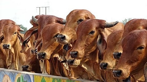 मविआ सरकारला नकोय भाजपची‘ही’योजना!