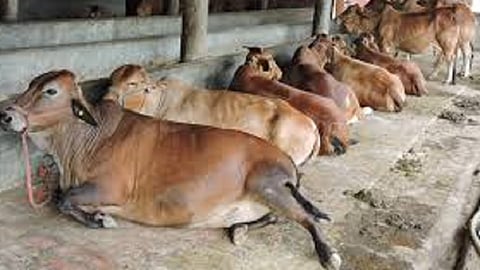 when cattle, cow stray or dead then the new Livestock vaccination program in konkan