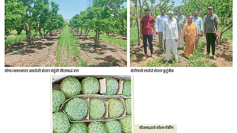 custard-apple
