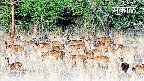 sagareshwar wildlife sanctuary information by amol gurav sangli marathi news