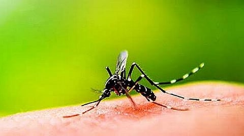 dengue