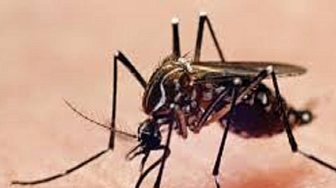 dengue