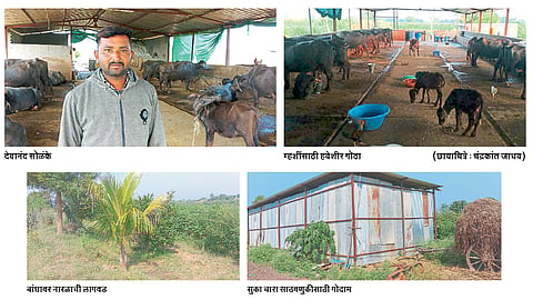 पशुपालनाने दिली आर्थिक प्रगतीला साथ