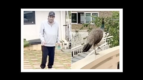 actor dharmendra shares video of peacock at his farm house