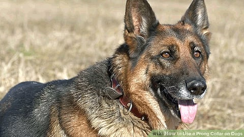 Nepali technique for catching dogs