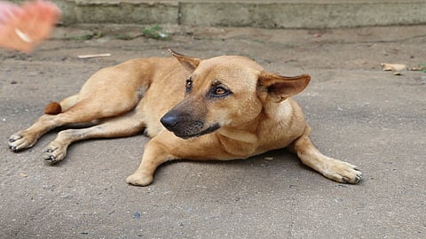 Vidarbha