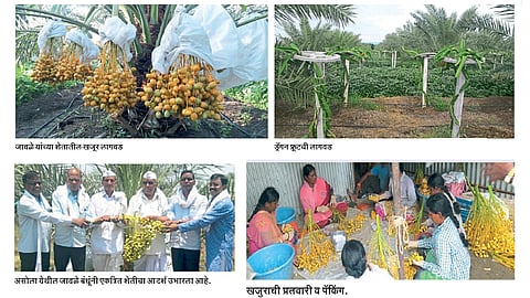 खजूर, ड्रॅगनफ्रूटद्वारे प्रयोगशील शेतीला आकार
