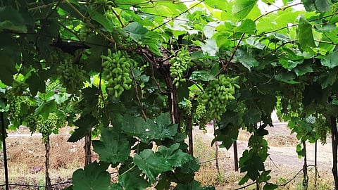 sangli grapes traders