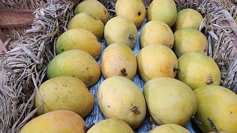 mango.