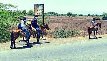 horse