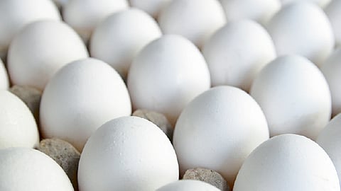 egg