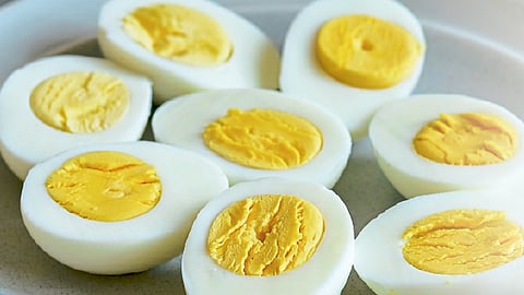 egg