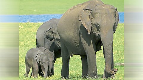 twins at Minneria National Park in Colombo